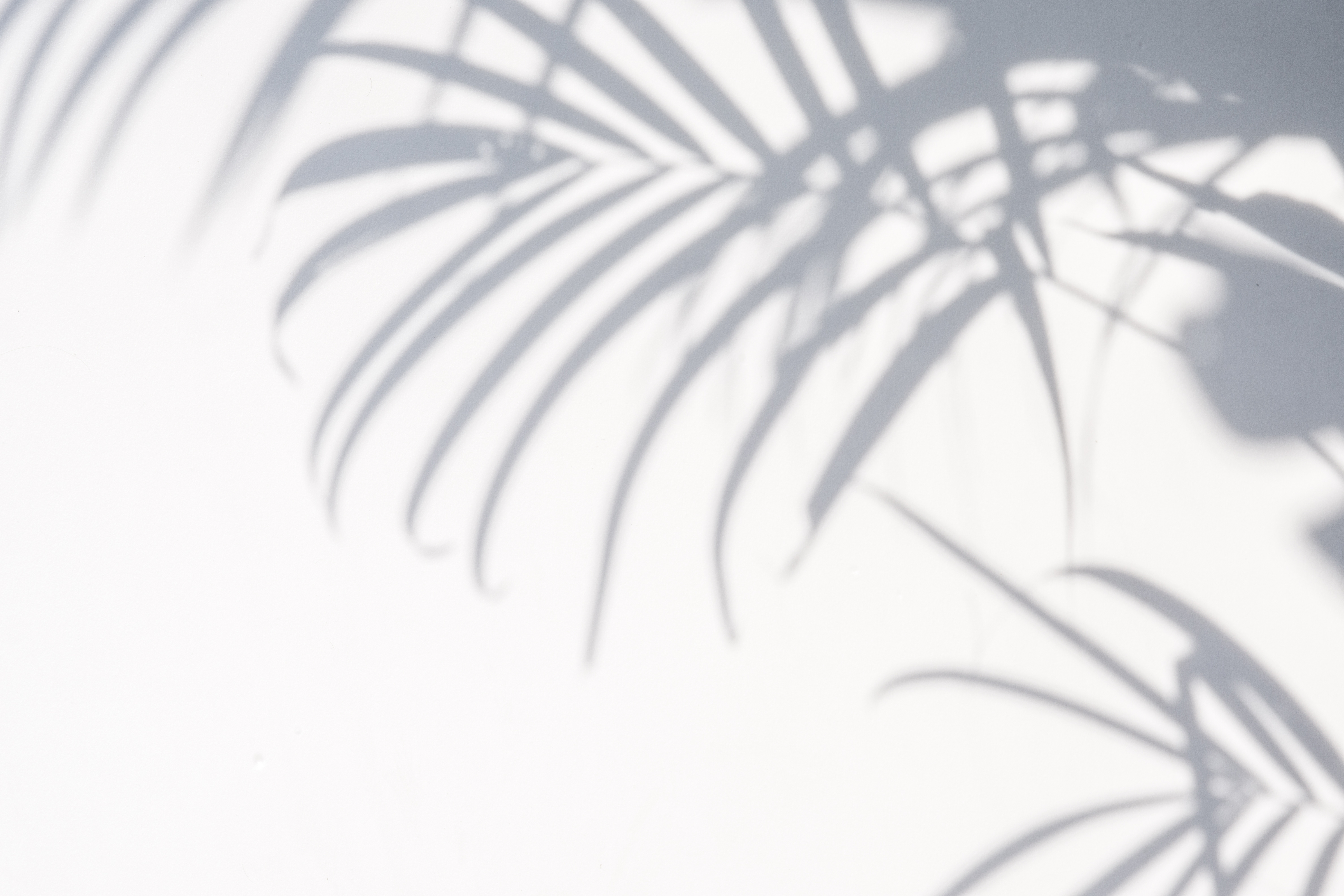 Abstract Palm Leaves Shadows